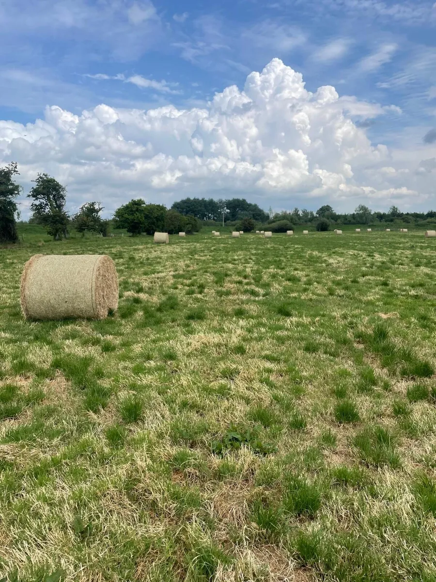 Hay - Image 1