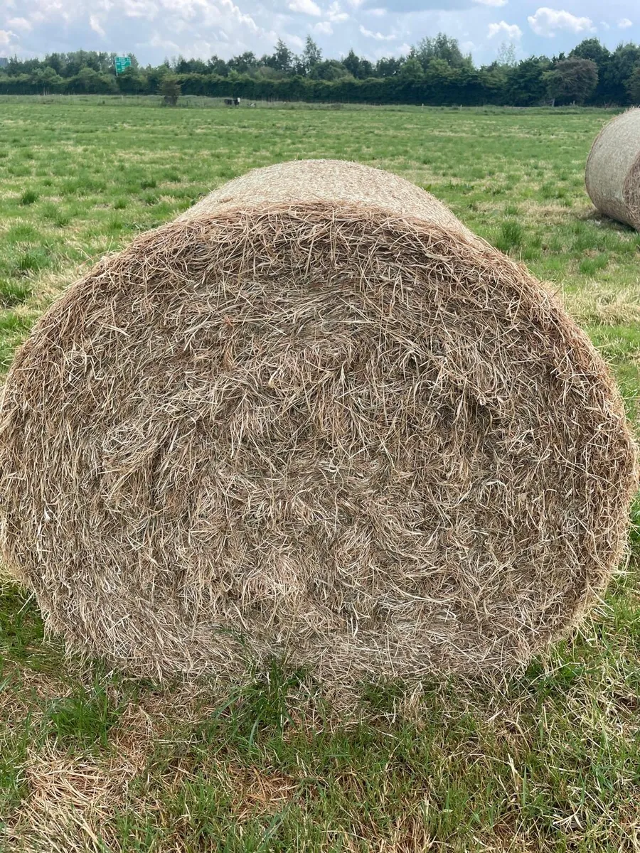 Hay - Image 2