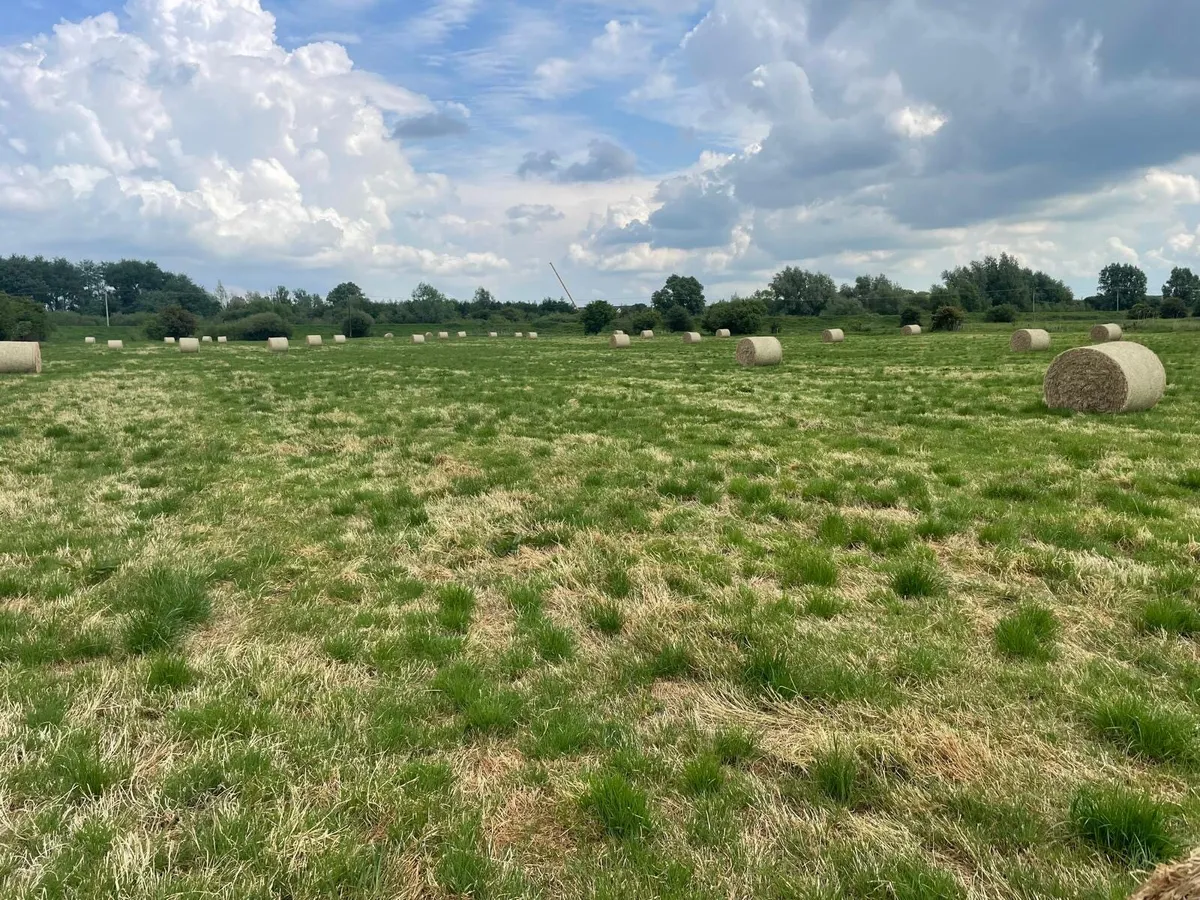 Hay - Image 3