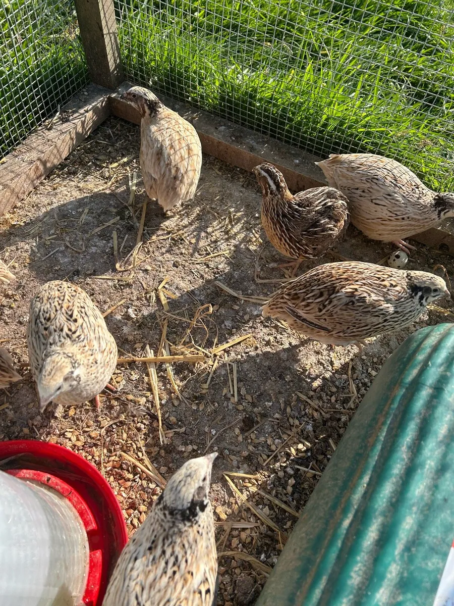 Laying quail - Image 2