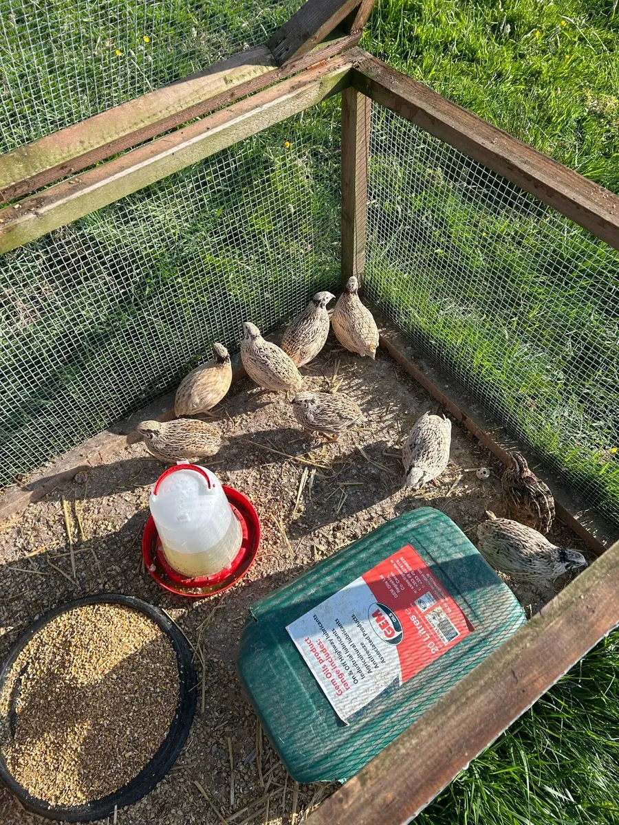 Laying quail - Image 3