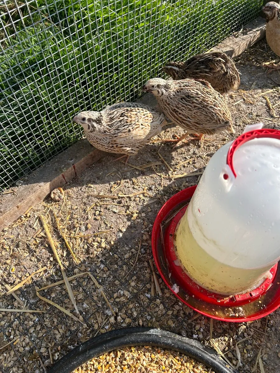 Laying quail - Image 1