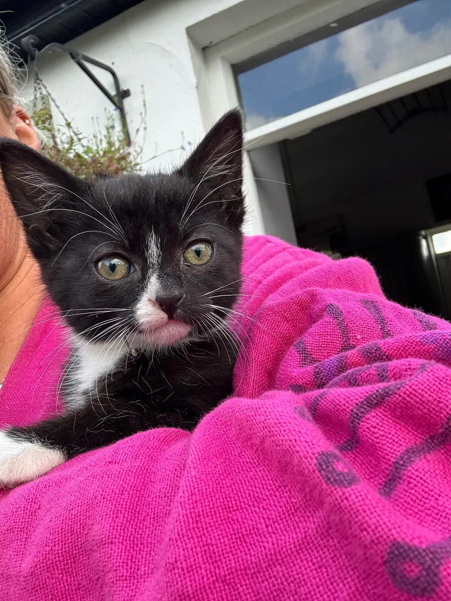 Kittens - Image 1