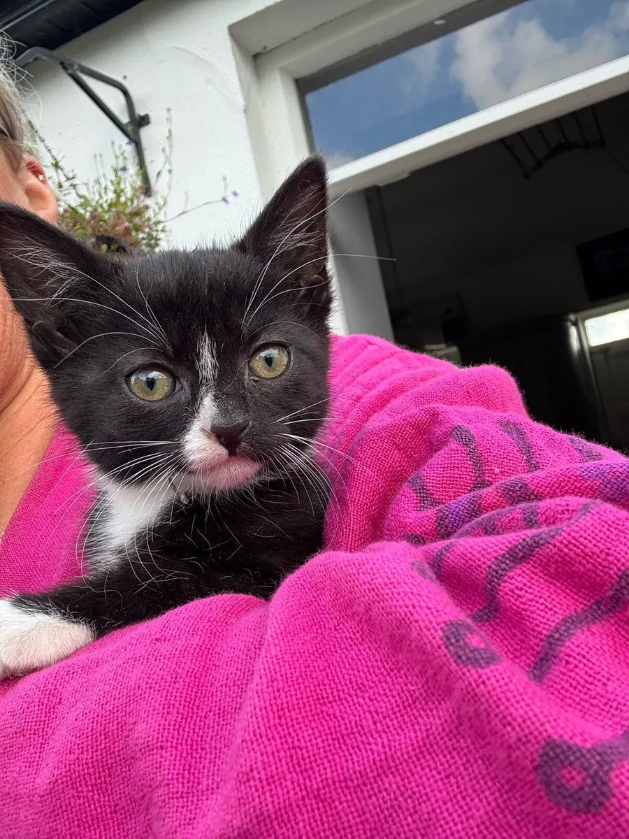 Kittens - Image 2