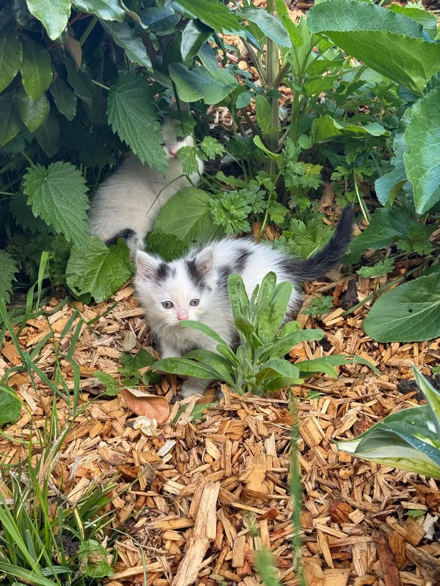 Kittens - Image 4