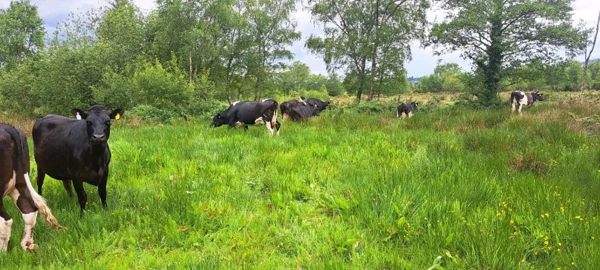 10 incalf fresian heifers - Image 1