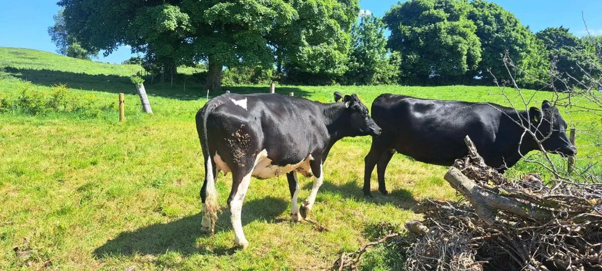 10 incalf fresian heifers - Image 2
