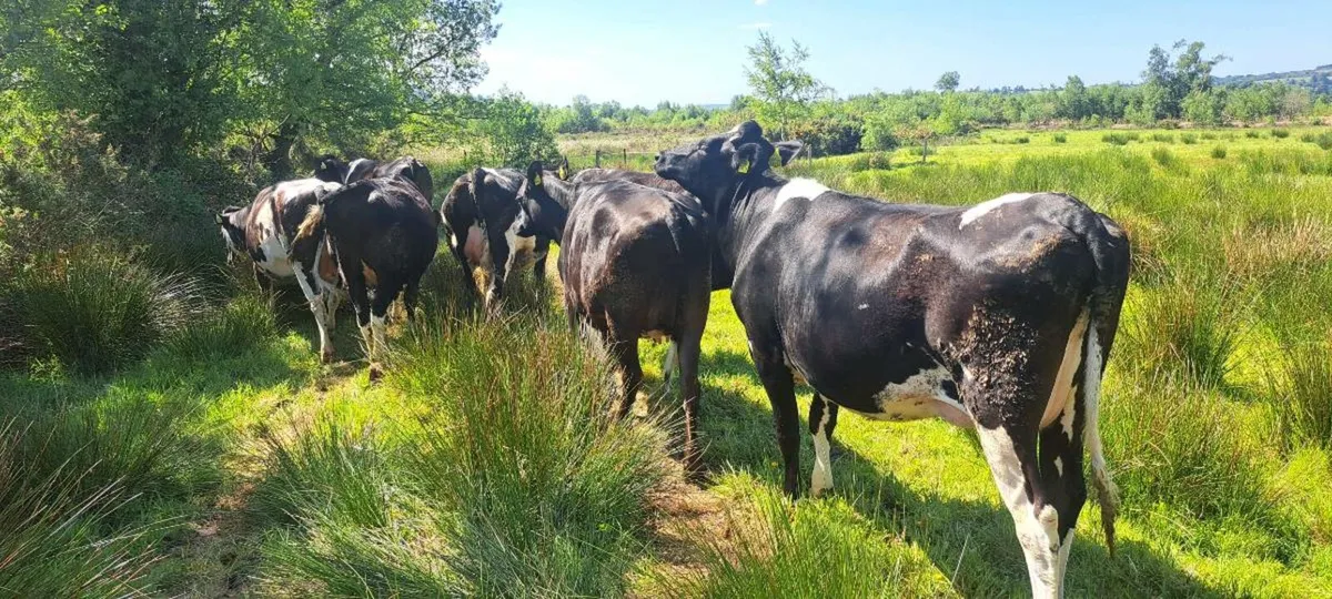 10 incalf fresian heifers - Image 3