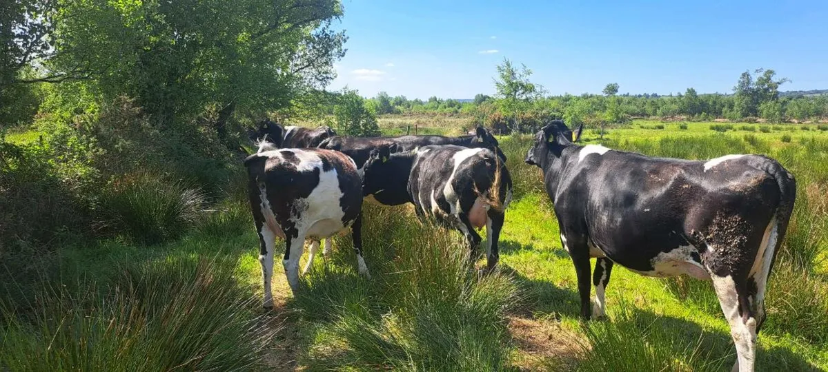 10 incalf fresian heifers - Image 4
