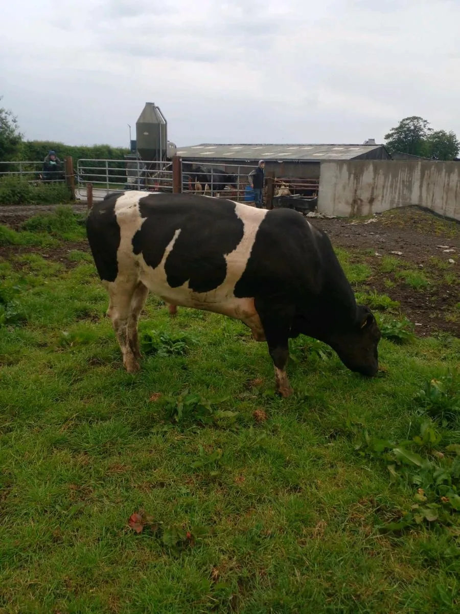 British freisan bull - Image 1