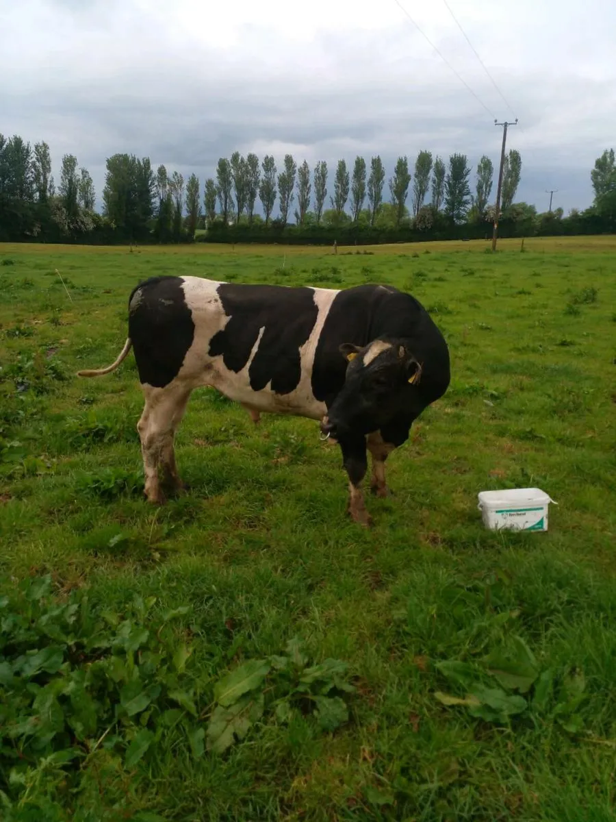 British freisan bull - Image 2