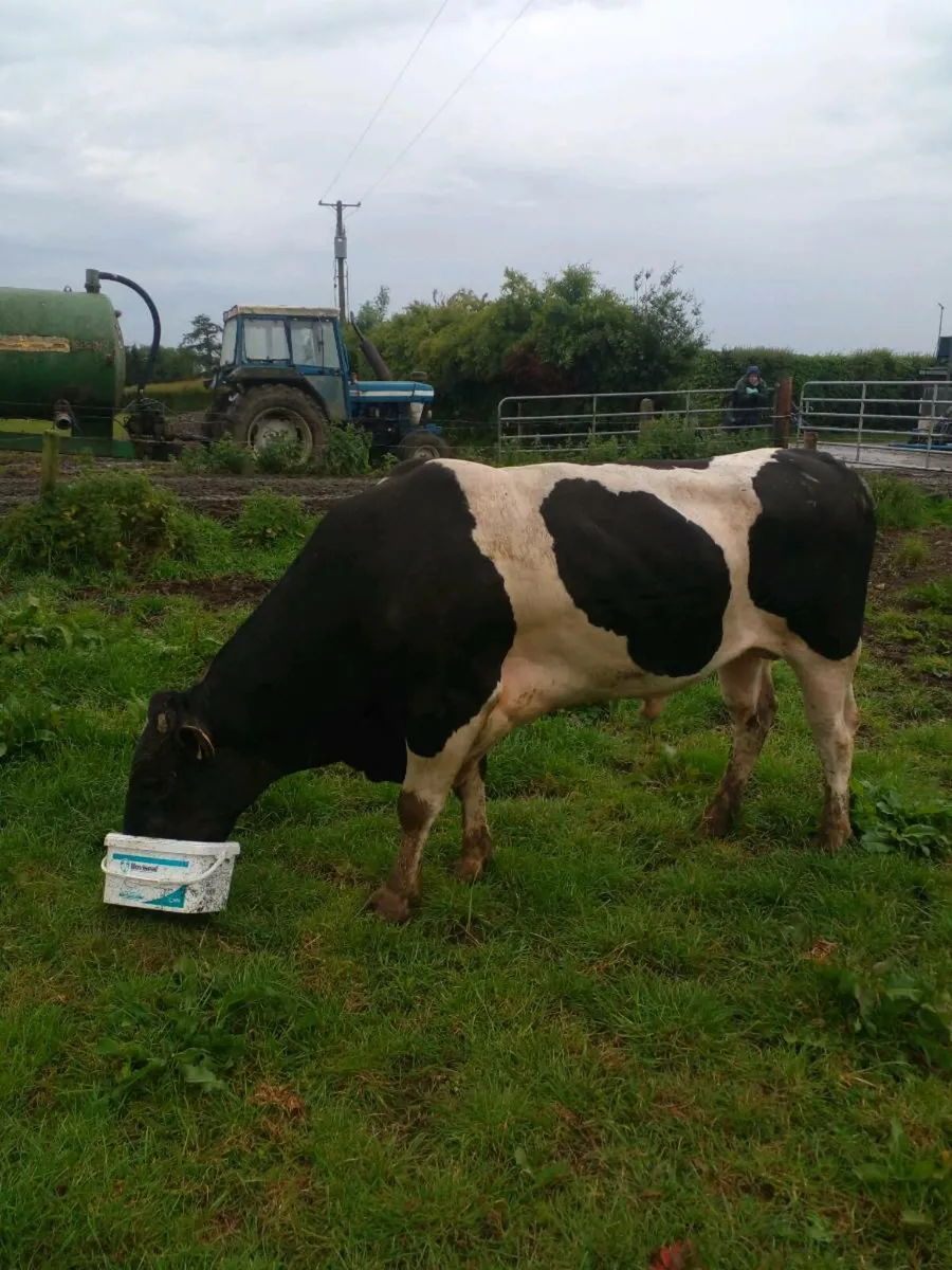 British freisan bull - Image 3