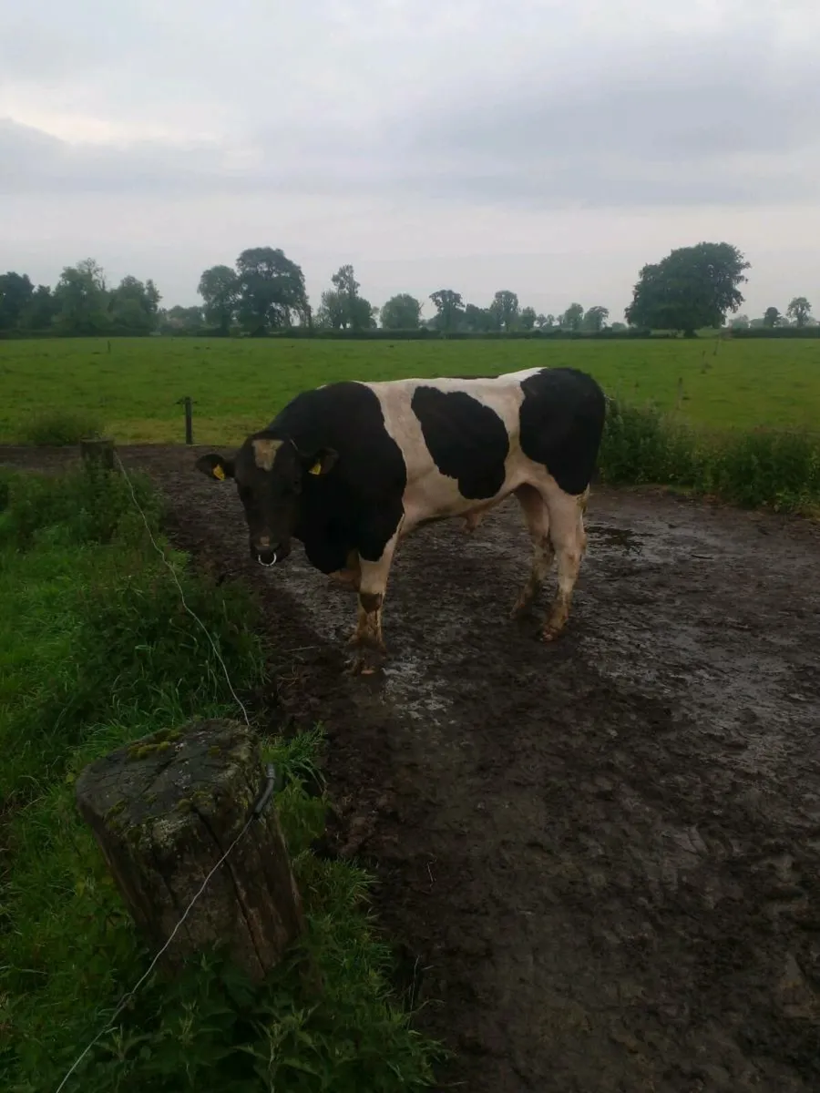 British freisan bull - Image 4