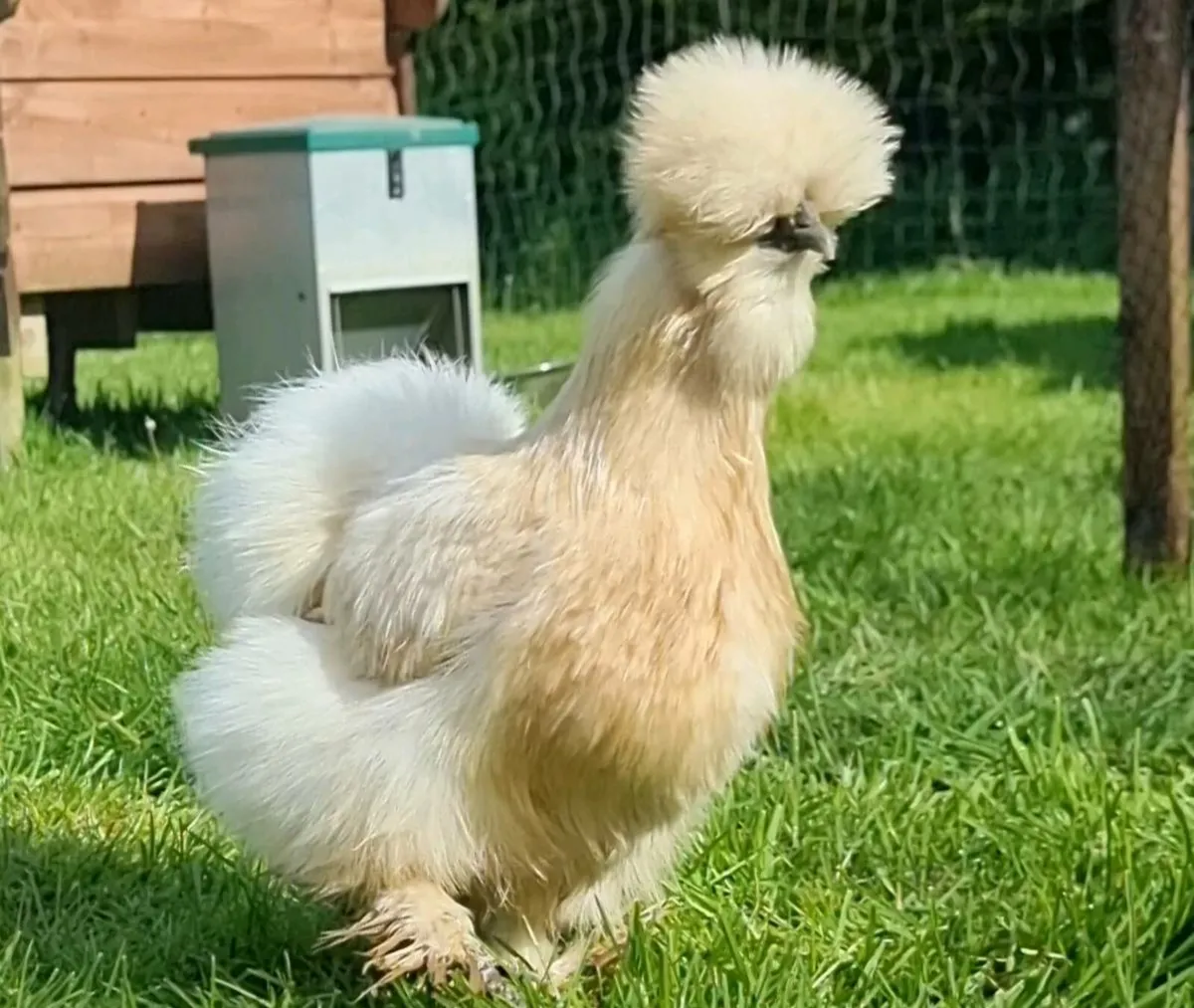 USA silkie hatching eggs - Image 1