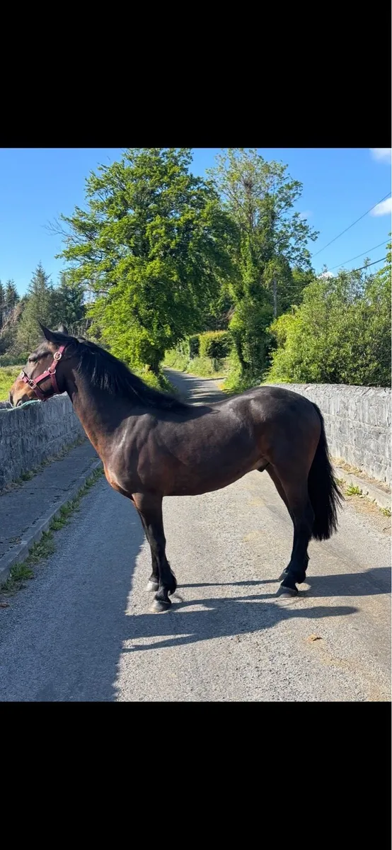 Super Connemara Gelding - Image 1