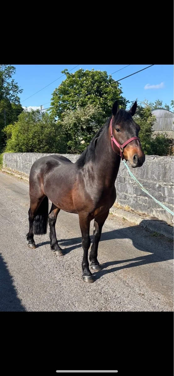 Super Connemara Gelding - Image 2