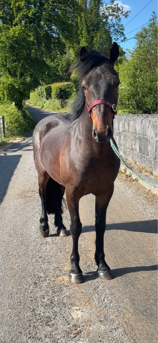 Super Connemara Gelding - Image 3