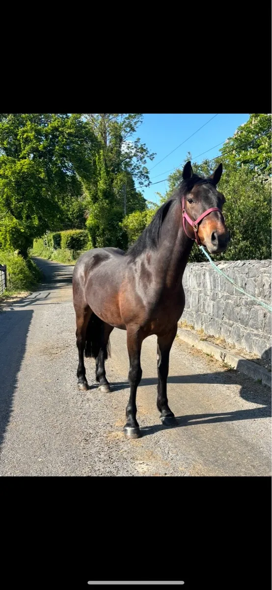 Super Connemara Gelding - Image 4