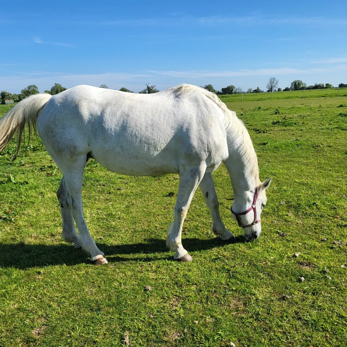 Brood mare - Image 1