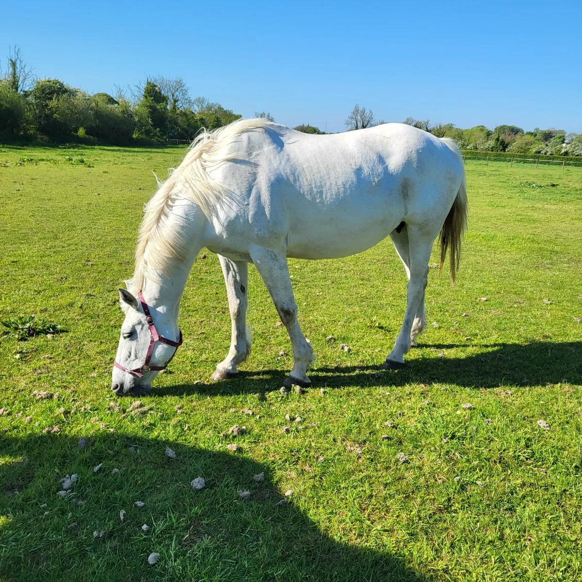 Brood mare - Image 2