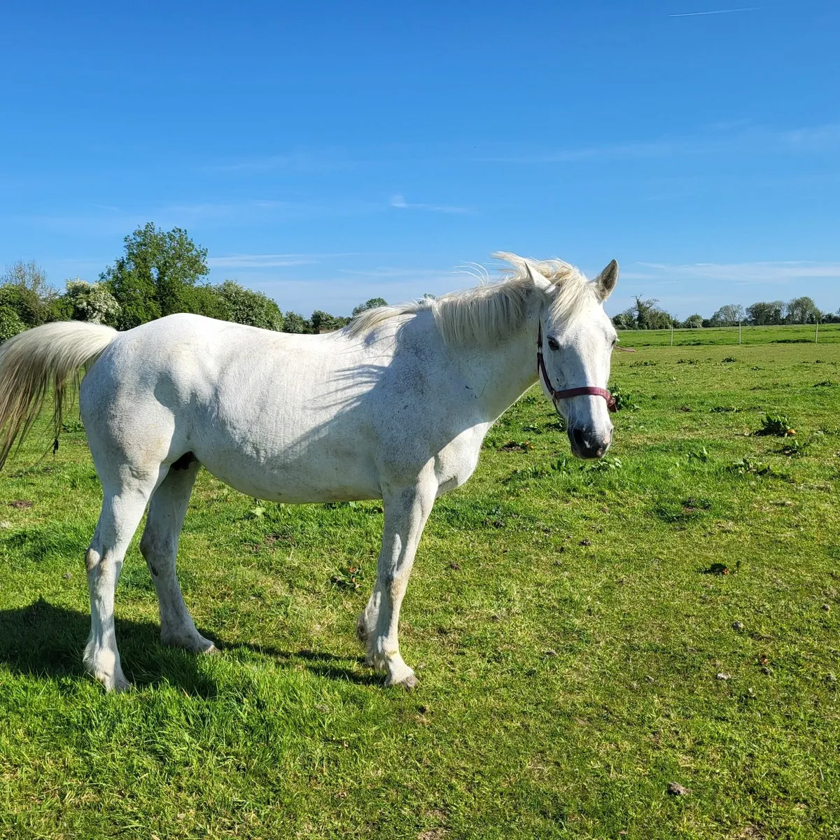 Brood mare - Image 3