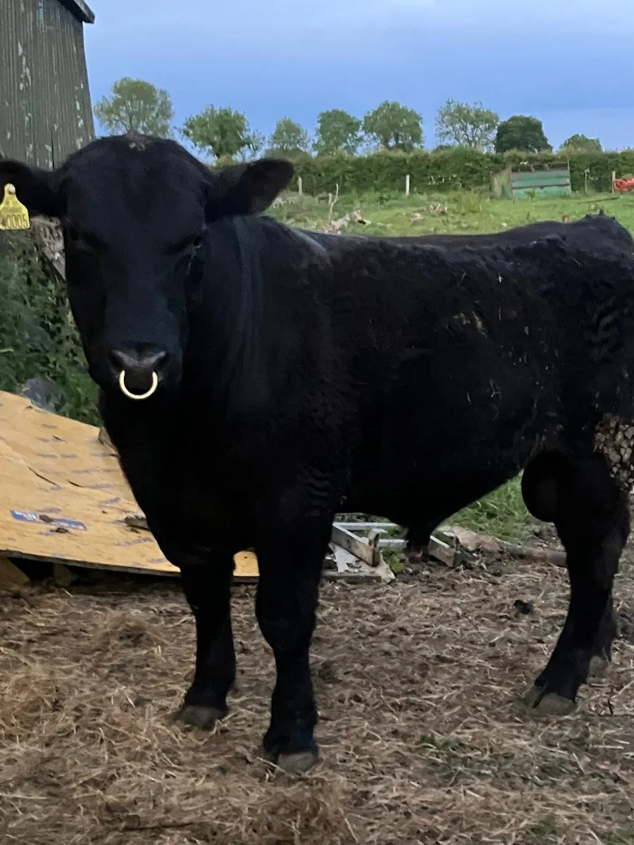 PBR Angus Bull Suitable For Heifers - Image 1