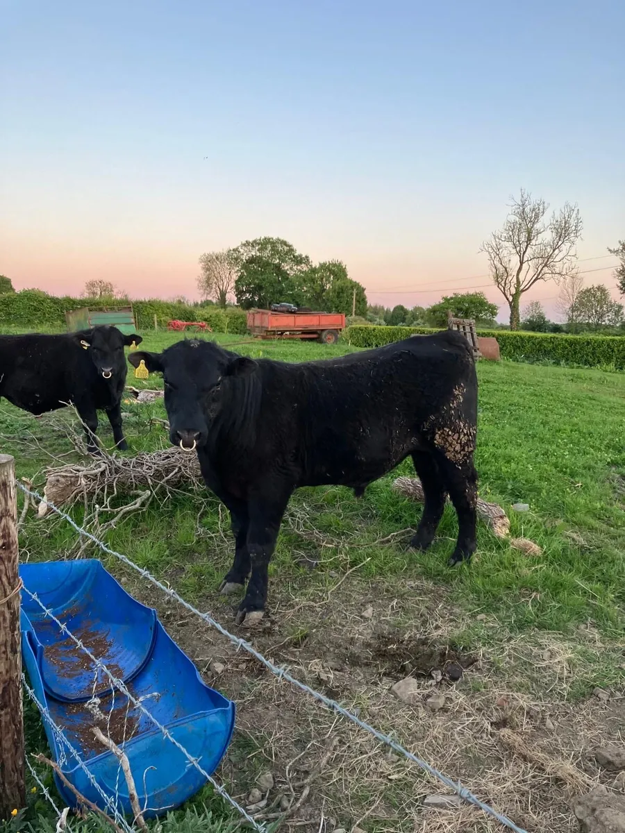 PBR Angus Bull Suitable For Heifers - Image 2
