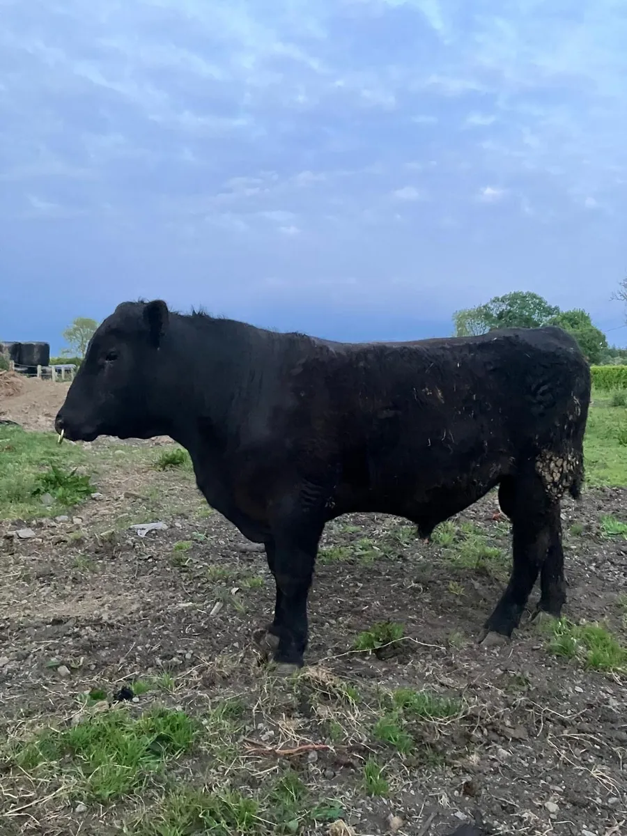 PBR Angus Bull Suitable For Heifers - Image 3