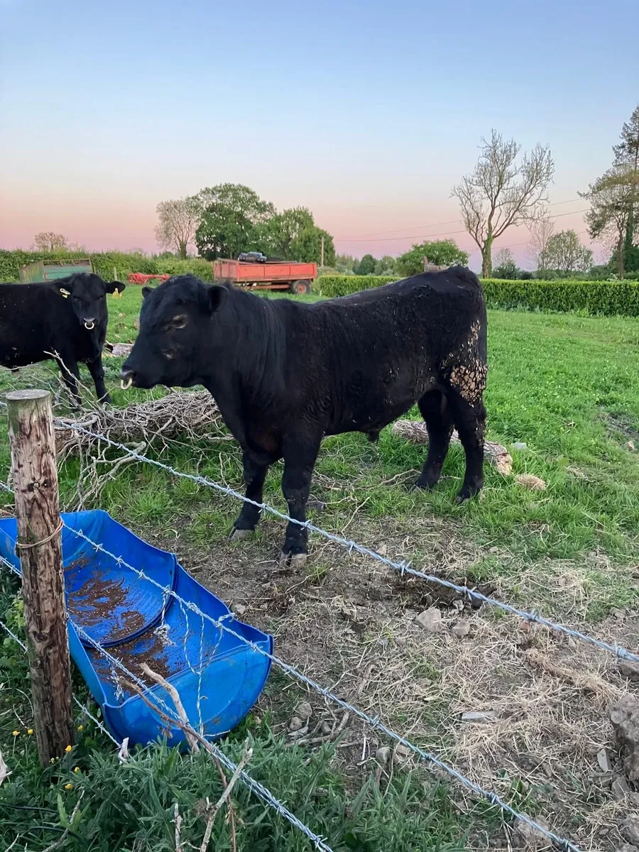 PBR Angus Bull Suitable For Heifers - Image 4
