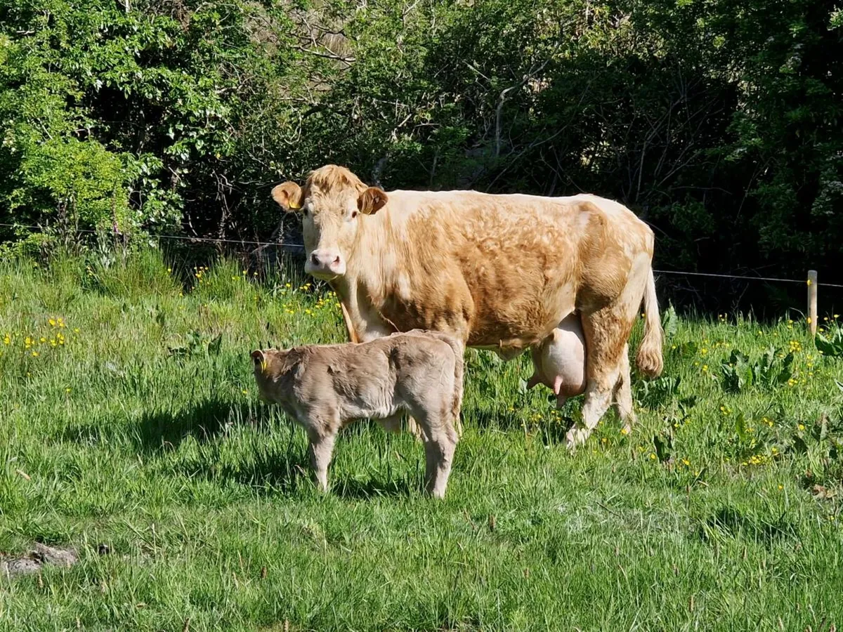 Cow & calf - Image 1