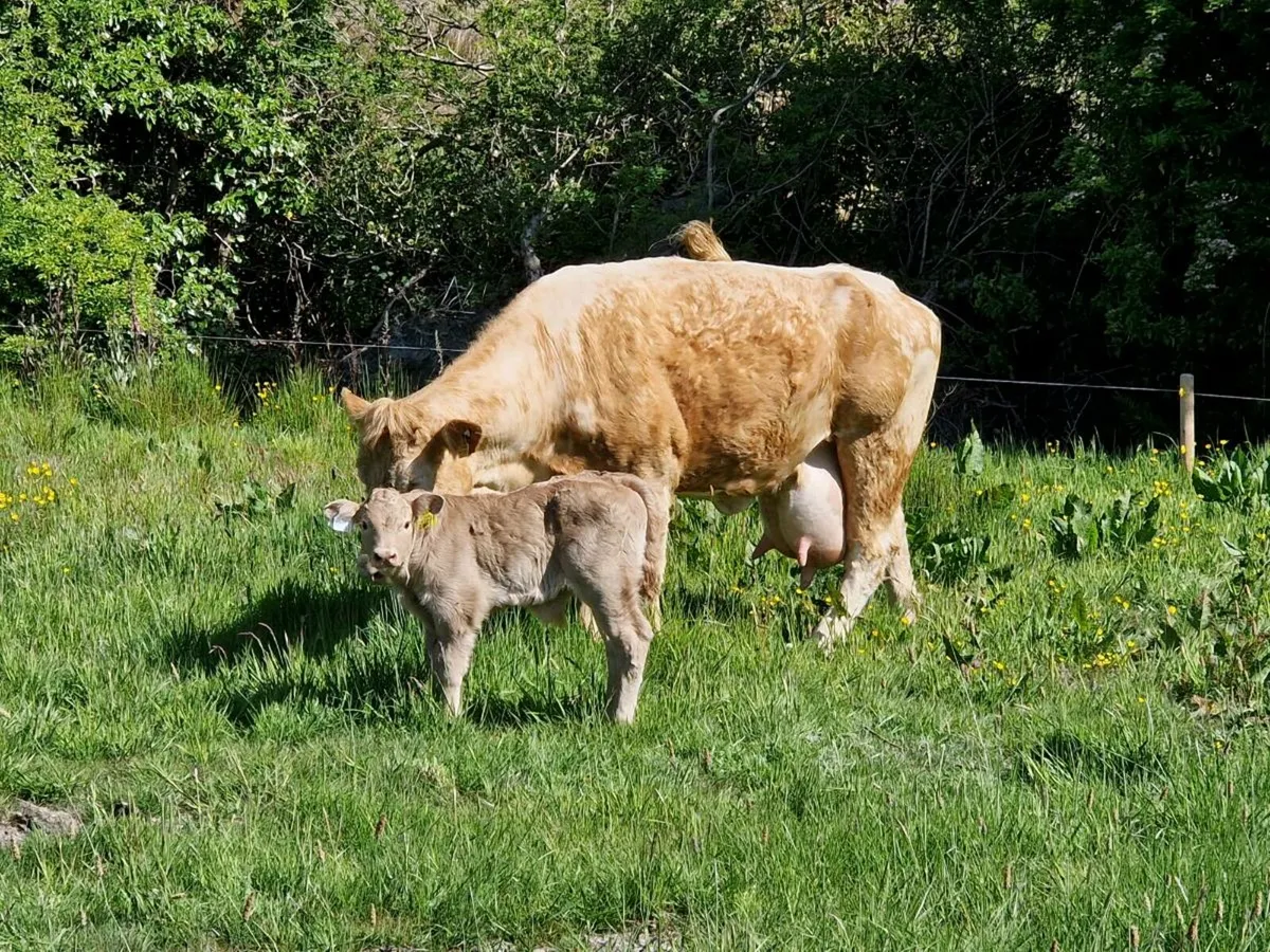 Cow & calf - Image 2
