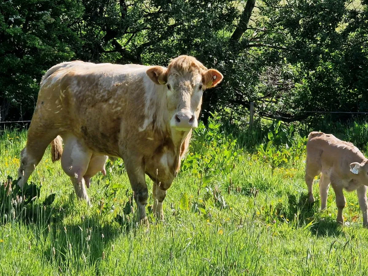Cow & calf - Image 3