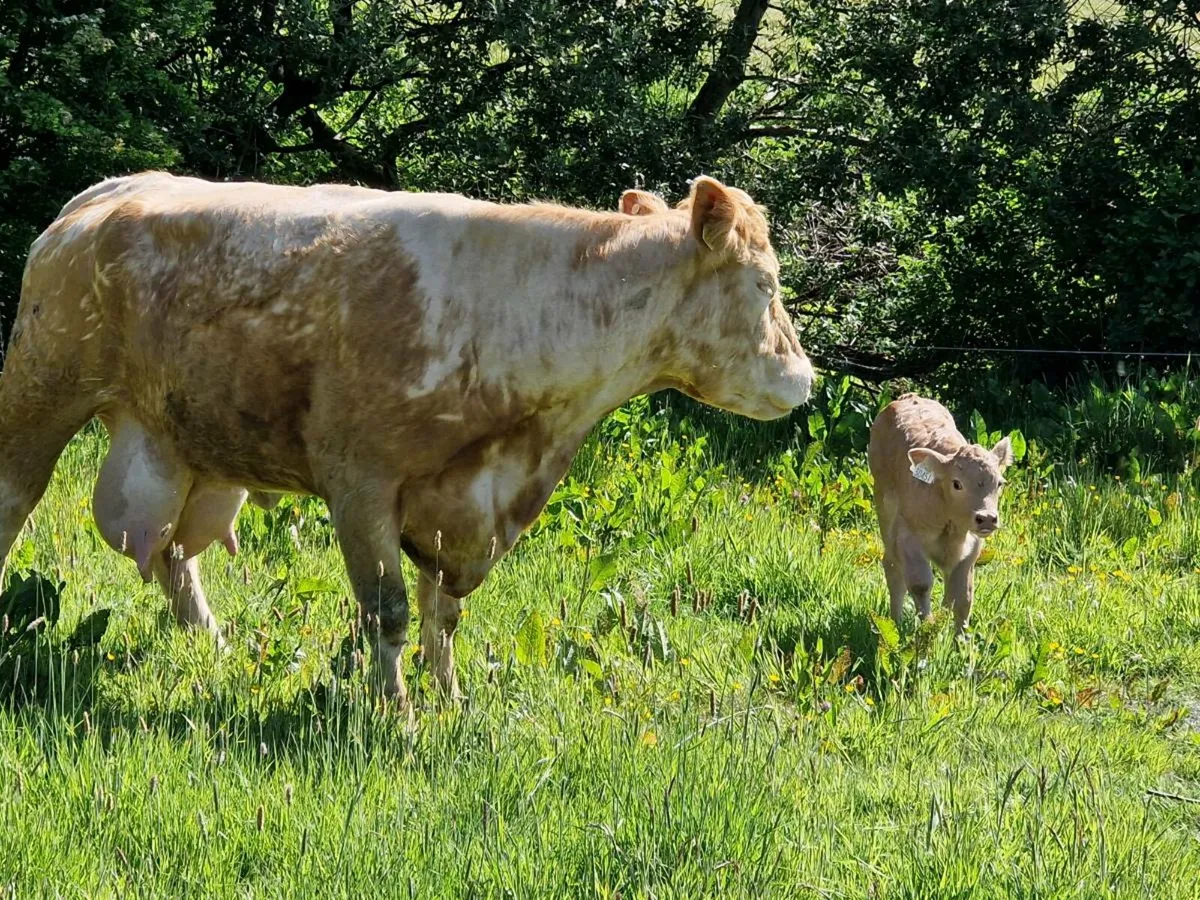 Cow & calf - Image 4
