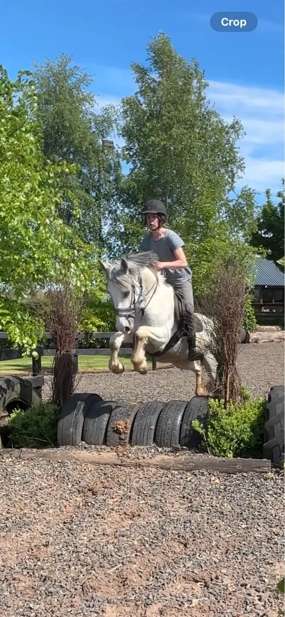 5yo 14.2 - Image 2
