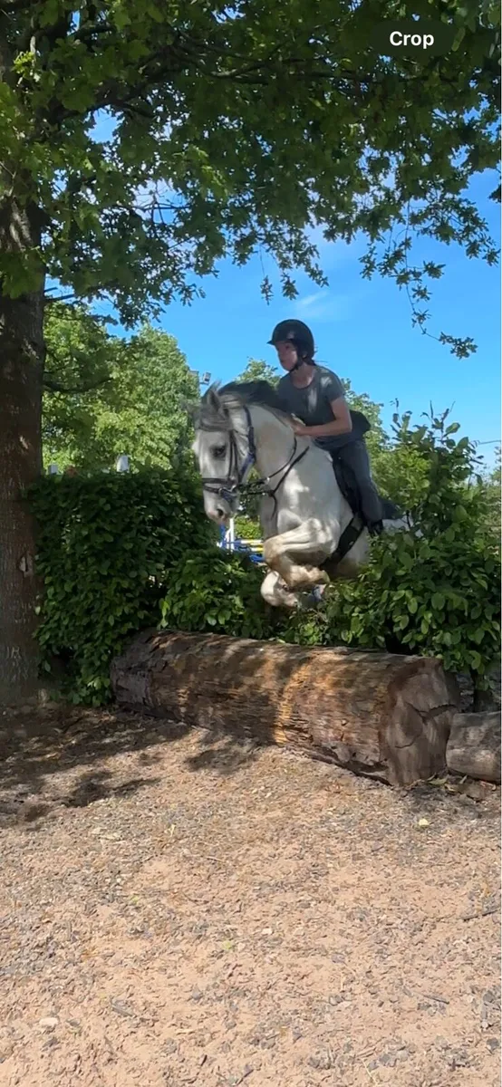 5yo 14.2 - Image 3