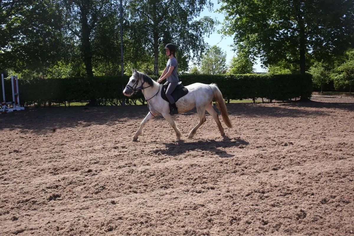5yo 14.2 - Image 4