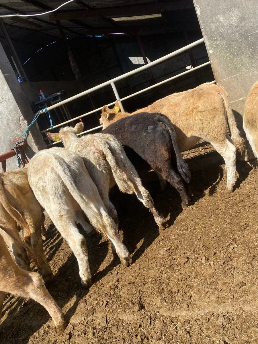 10 charlaois and limousine heifer weanlings - Image 3