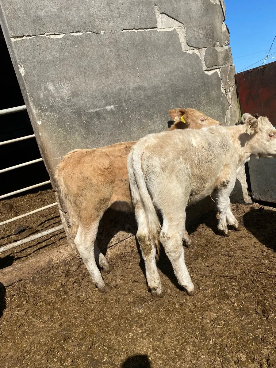 10 charlaois and limousine heifer weanlings - Image 4