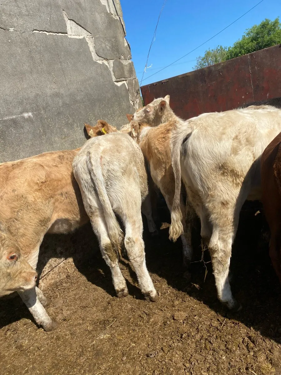10 charlaois and limousine heifer weanlings - Image 1
