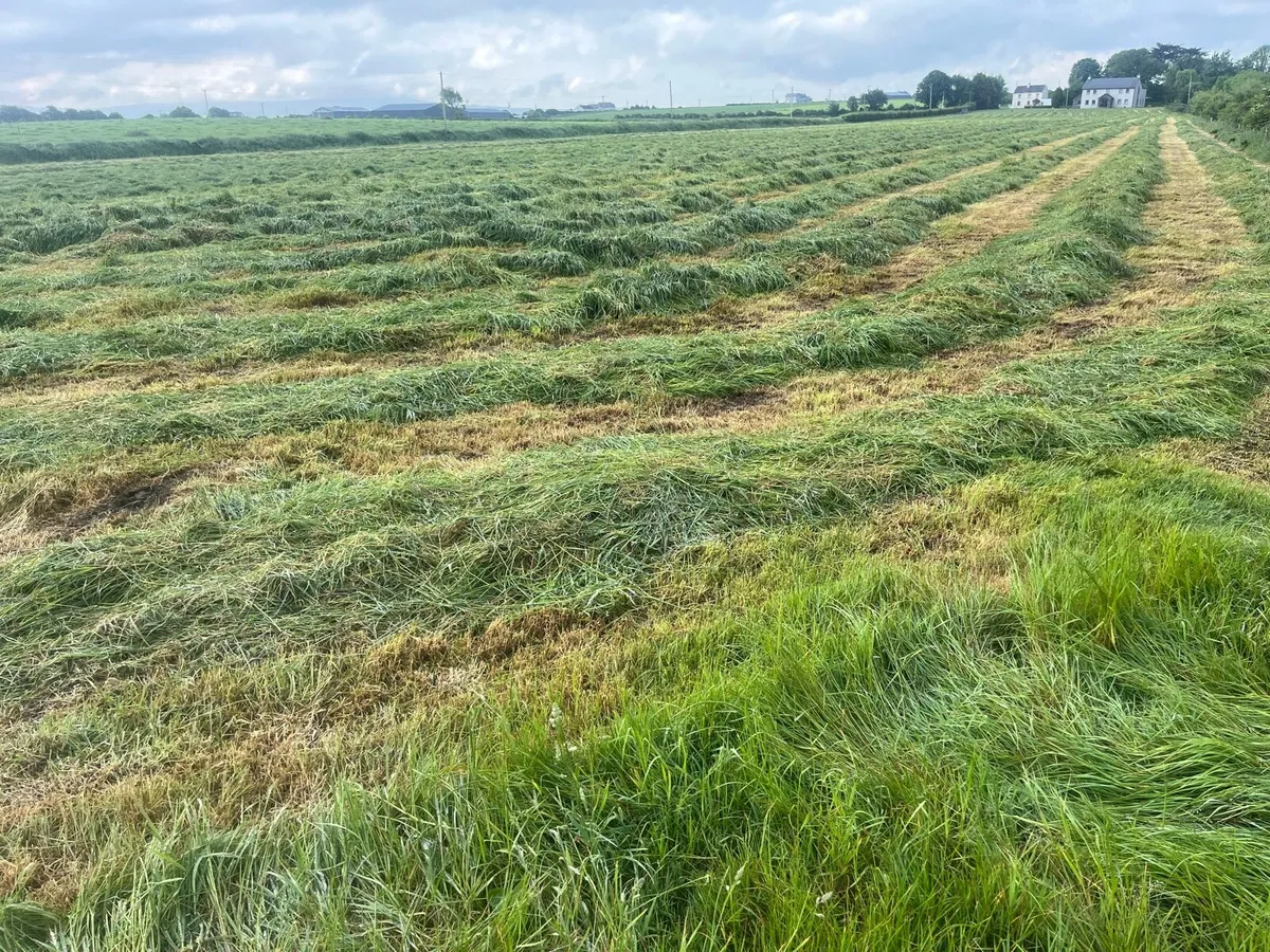 Silage - Image 1