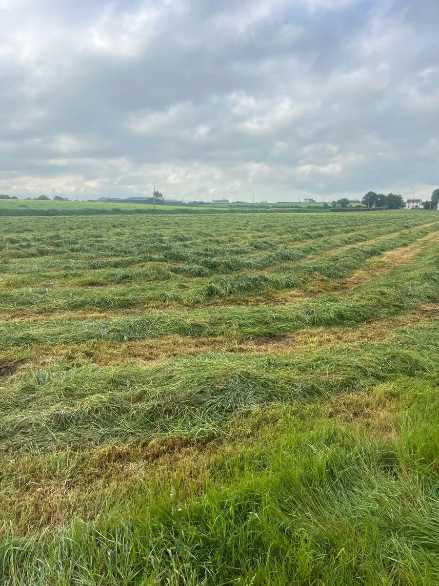 Silage - Image 2