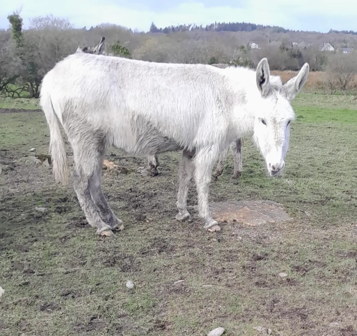 Mare Donkey for Sale - Image 2