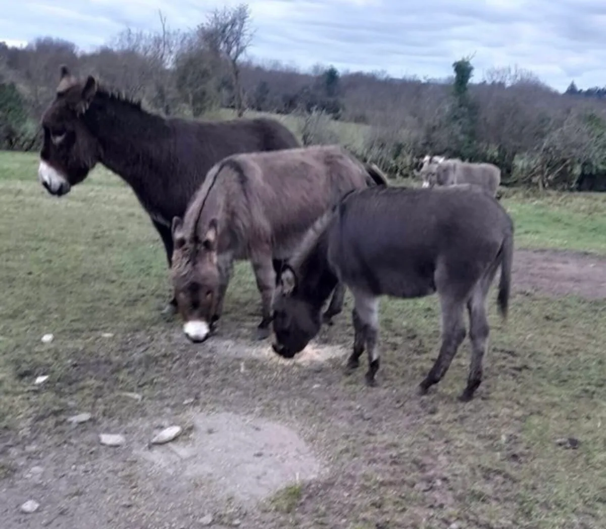 Donkeys for Sale - Image 1