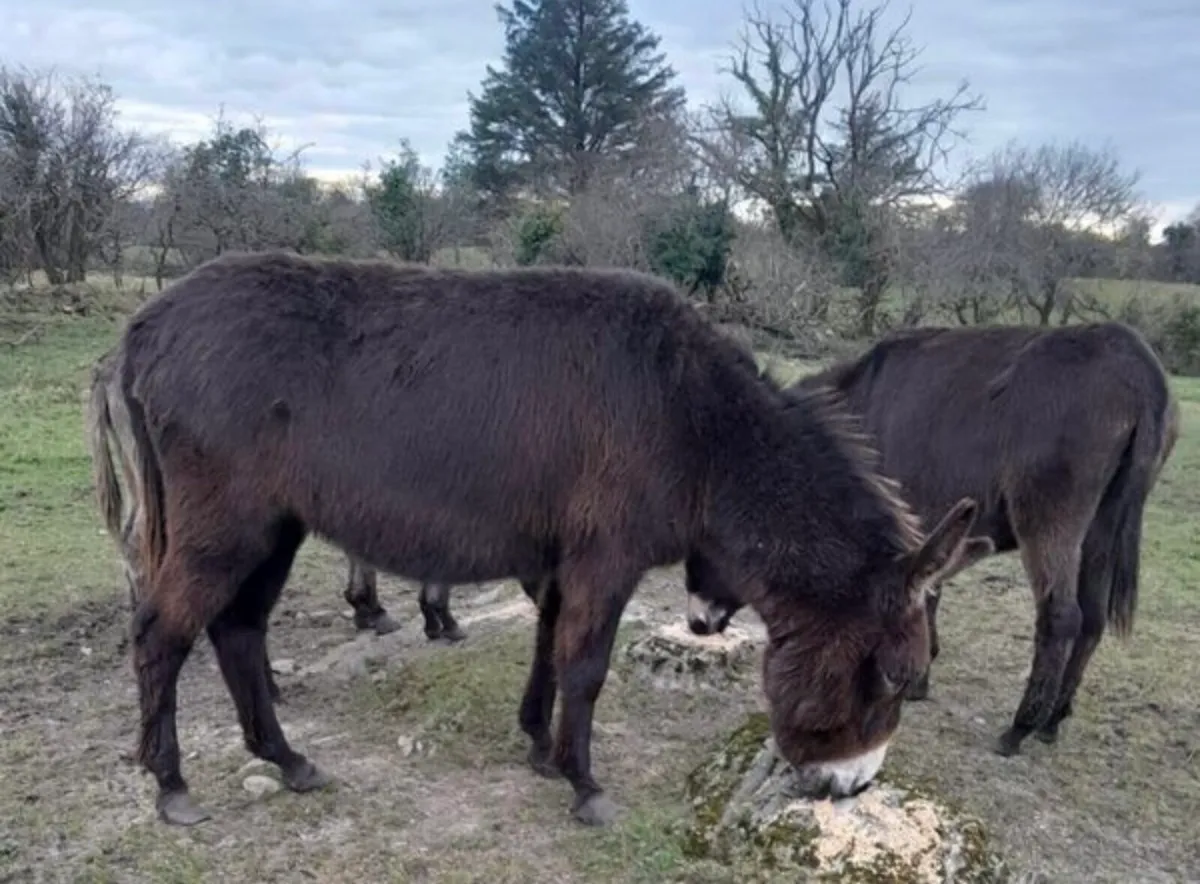 Donkeys for Sale - Image 2