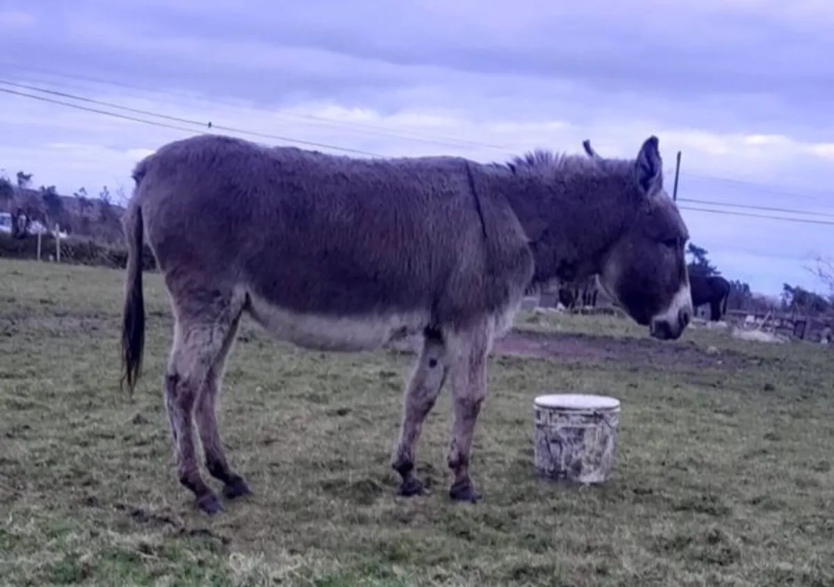 Donkeys for Sale - Image 3
