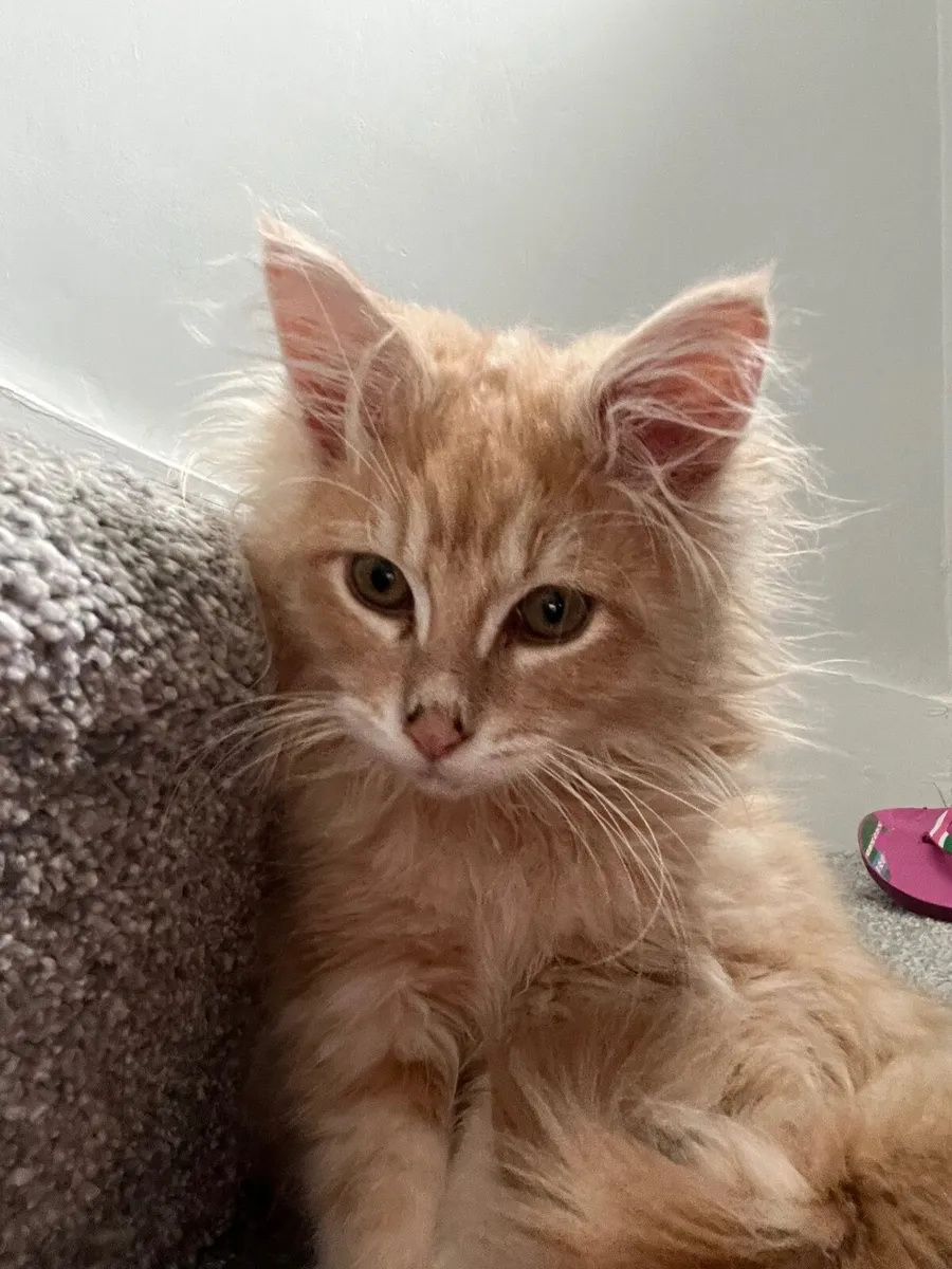 Maine Coon Cat - Image 1