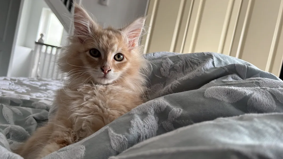 Maine Coon Cat - Image 2