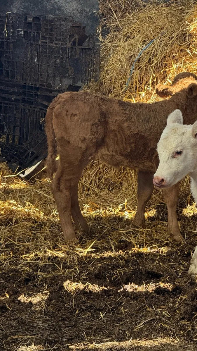 Charolouis calf - Image 2