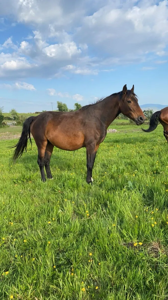 Broodmare - Image 3