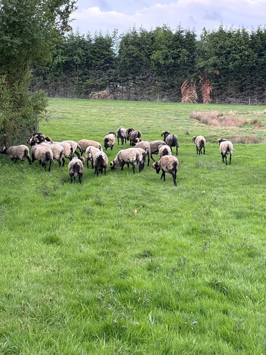 25 Hoggets - Image 1